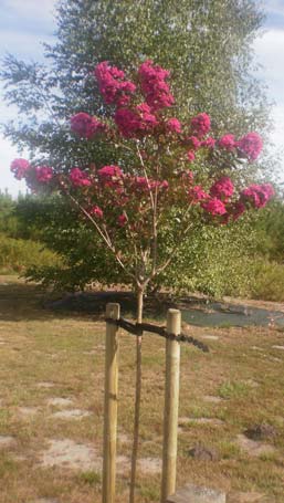 Colliers de tuteurage pour arbres