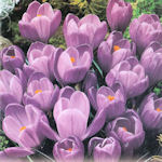 Crocus Remembrance