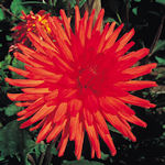 Dahlia - Dahlia variabilis