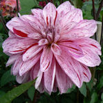 Dahlia - Dahlia variabilis