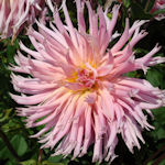 Dahlia - Dahlia variabilis