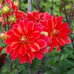 Dahlia - Dahlia variabilis