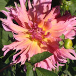Dahlia - Dahlia variabilis