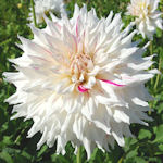 Dahlia - Dahlia variabilis