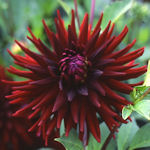 Dahlia - Dahlia variabilis