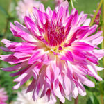 Dahlia - Dahlia variabilis