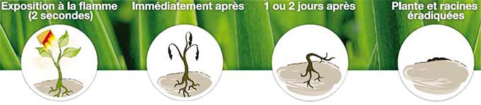 Dsherbeur Thermique EcoFLAM+  2EBALM