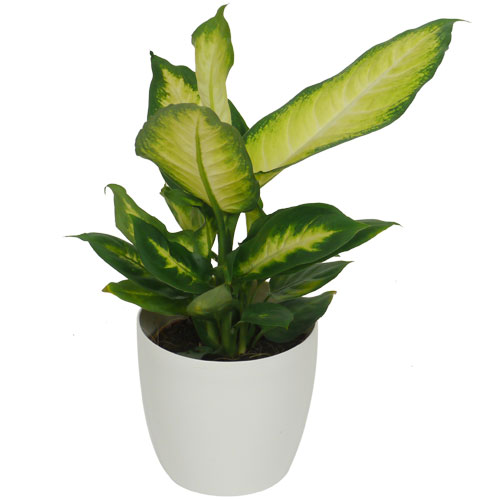 DIEFFENBACHIA 'Camilla' - c12 + Cache pot Blanc