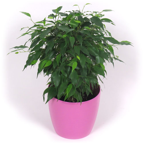 FICUS + Cache pot Rose
