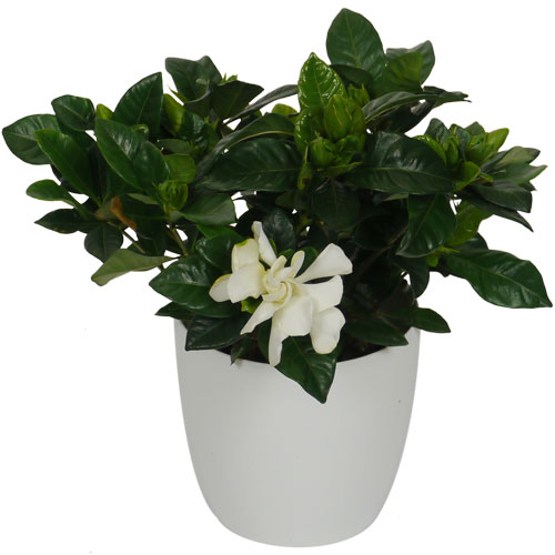 GARDENIA JASMINOIDES - c12 + Cache pot Blanc