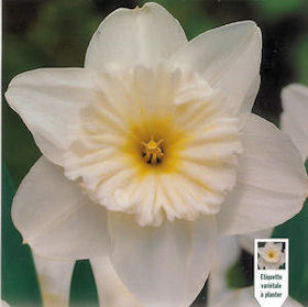 Narcisse Ice Follies