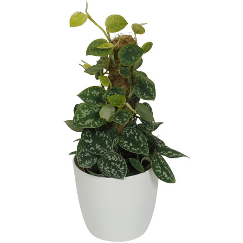 POTHOS, Scindapsus - c14 + Cache pot Blanc