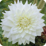 Dahlias blancs