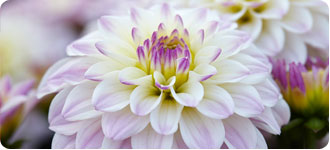 Dahlias Gallery