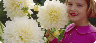 Dahlias Grandes fleurs