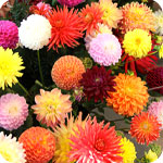 Dahlias en mlange