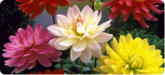 Dahlias Nains