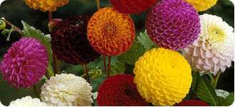 Dahlias Pompons