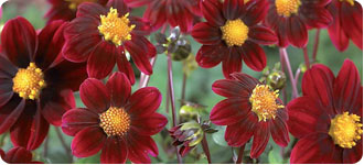 Dahlias Topmix