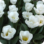 Tulipes blanches