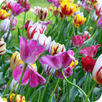 Tulipes en mélange