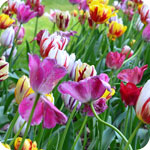 Tulipes en mlange