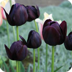 Tulipes noires