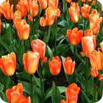 Tulipes orange