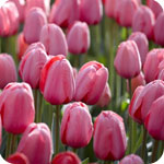 Tulipes roses