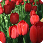 Tulipes rouges