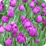 Tulipes violettes