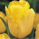 Tulipe Golden Present