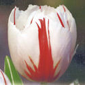 Tulipe Happy Generation