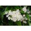 Buisson ardent Rouge, Pyracantha Rouge