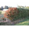 Buisson ardent Rouge, Pyracantha Rouge