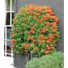 Buisson ardent Rouge, Pyracantha Rouge