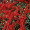 Buisson ardent Rouge, Pyracantha Rouge