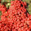 Buisson ardent Rouge, Pyracantha Rouge