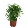 Ficus benjamina 'Danielle'