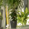 Ficus benjamina 'Danielle'