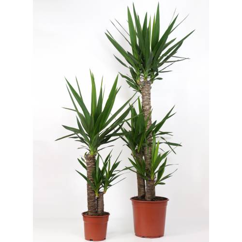 planter un yucca elephantipe en pleine terre