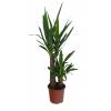 Yucca Pied d'lphant