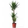 Yucca Pied d'lphant