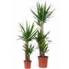 Yucca Pied d'lphant