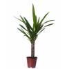 Yucca Pied d'lphant