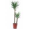 Yucca Pied d'lphant