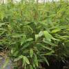 Bambou Fargesia nitida 'Gansu'