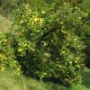 Cognassier � fruits