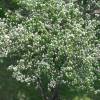 Cognassier � fruits