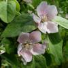 Cognassier � fruits